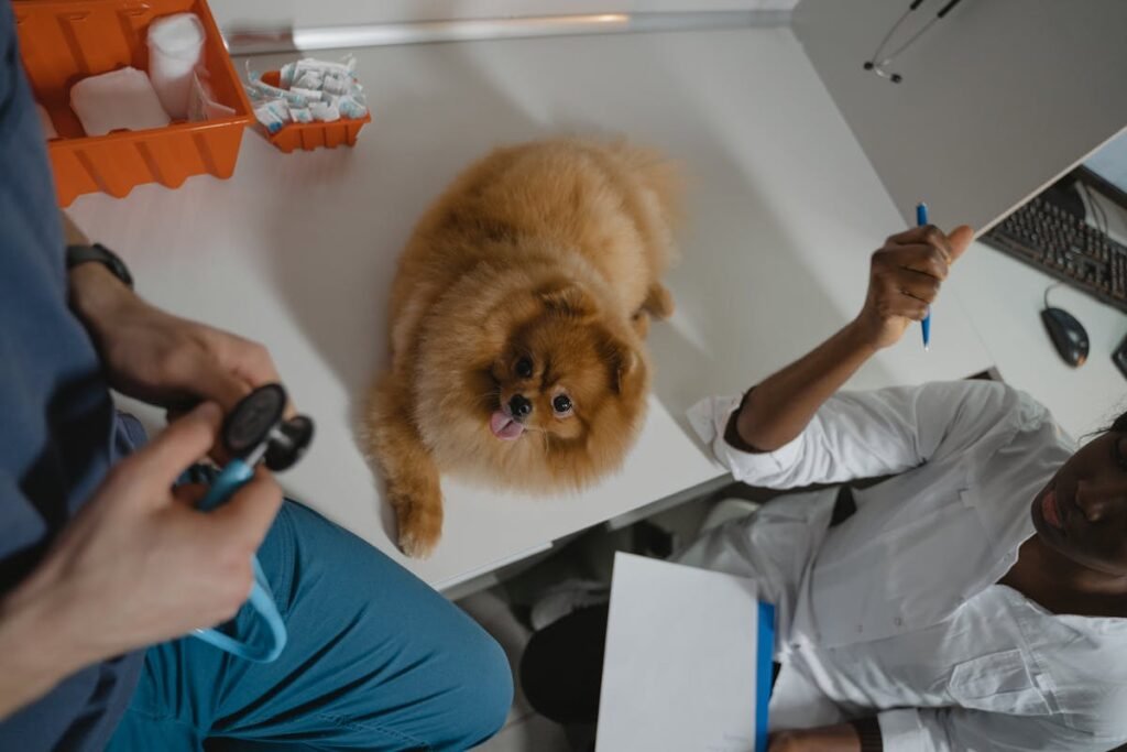 UK Vet Practice Marketing Costs 2026: What to Spend and Where