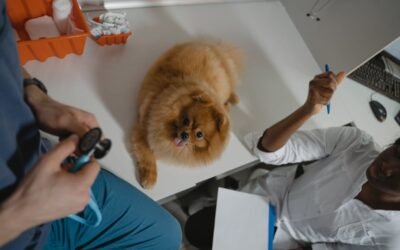 UK Vet Practice Marketing Costs 2026: What to Spend and Where