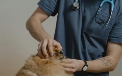 UK Vet Practice Marketing in Numbers: 2026 Data Report
